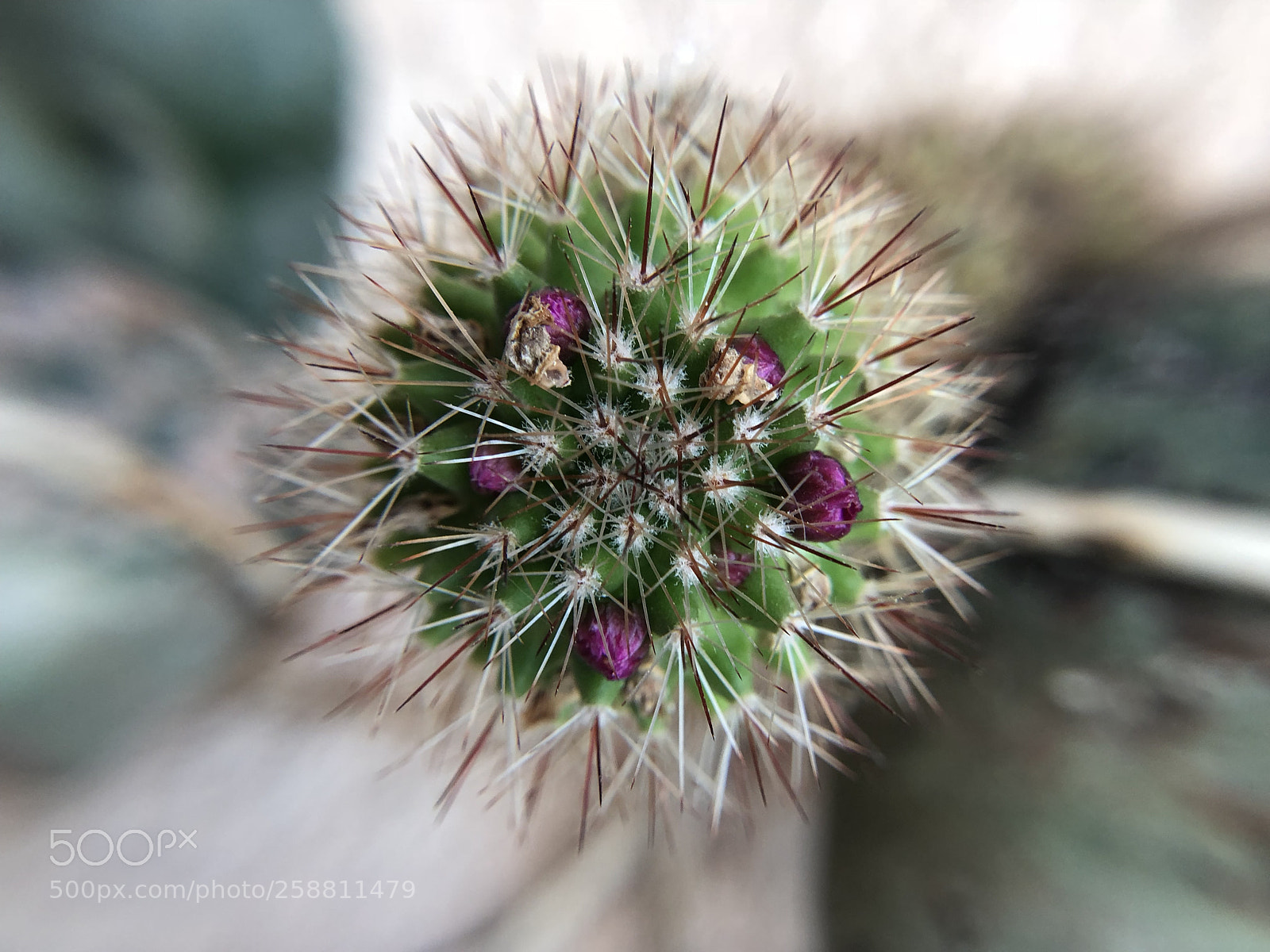 Apple iPhone X sample photo. Plante grasse photography