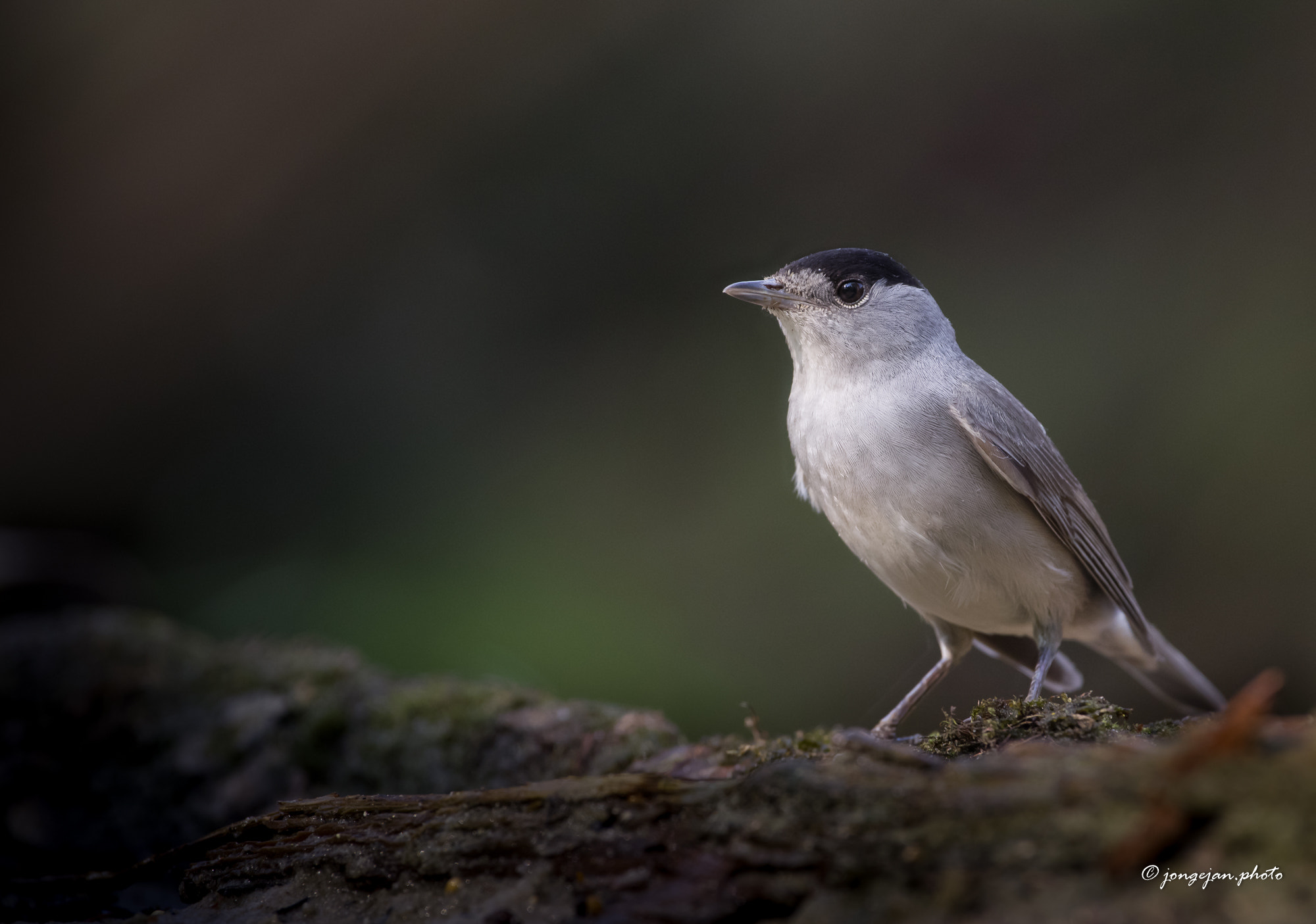 Pentax K-1 Mark II sample photo. Blackcap photography