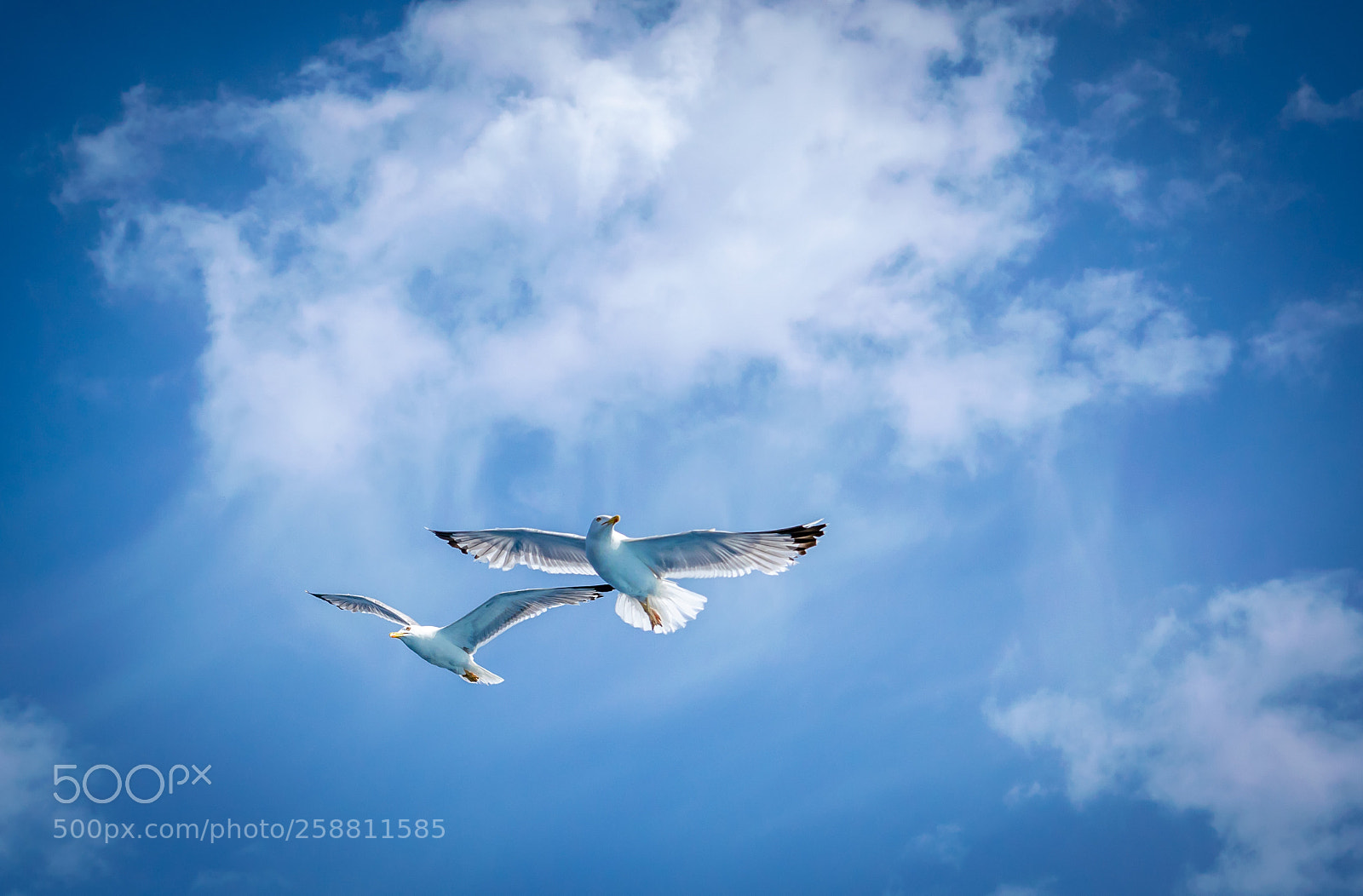 Nikon D3300 sample photo. Flying low photography