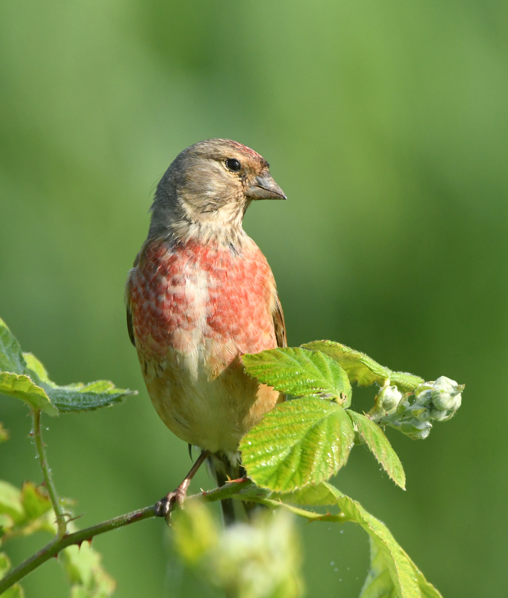 Nikon AF-S Nikkor 500mm F4G ED VR sample photo. Kneu photography