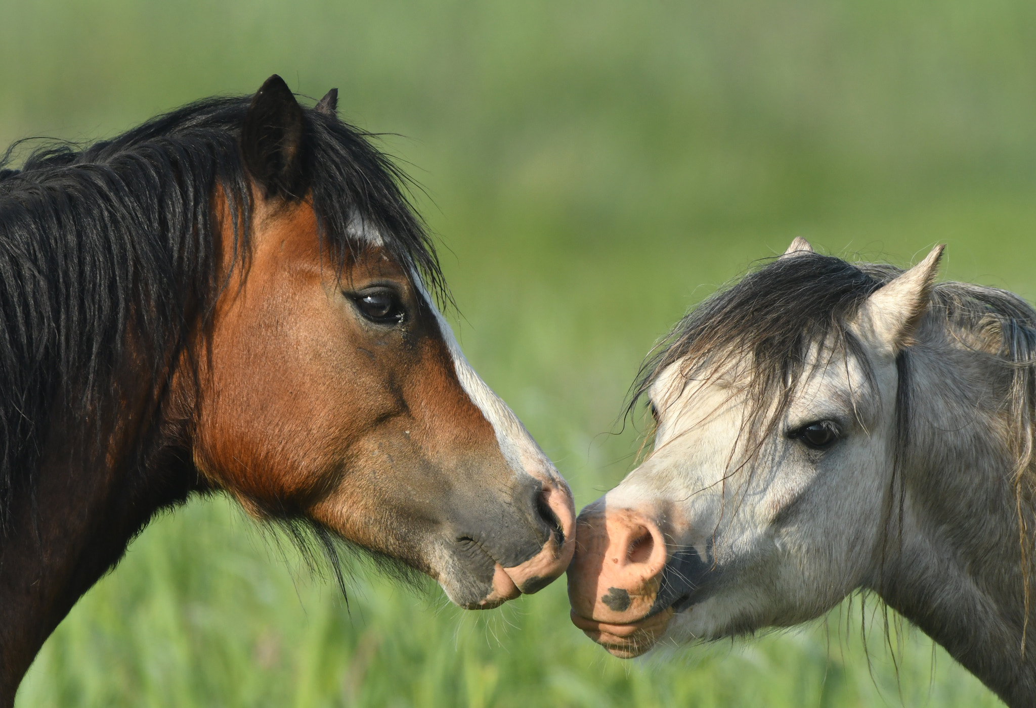 Nikon AF-S Nikkor 500mm F4G ED VR sample photo. Paarden photography