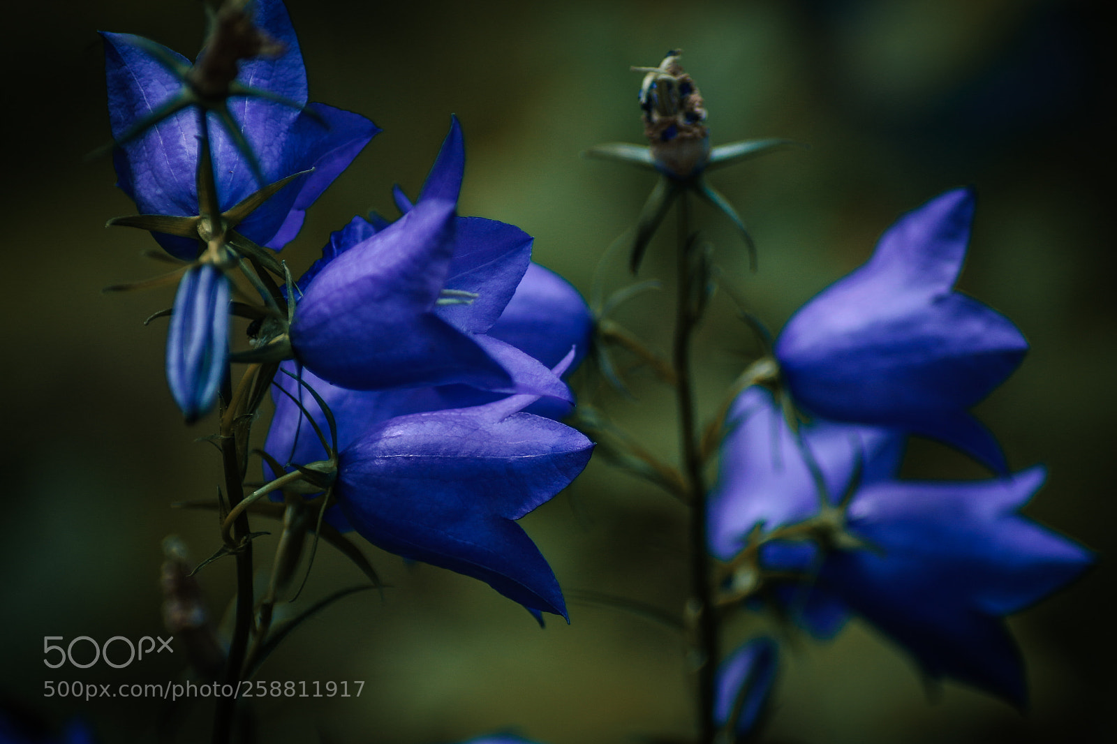 Canon EOS 70D sample photo. Untitled photography