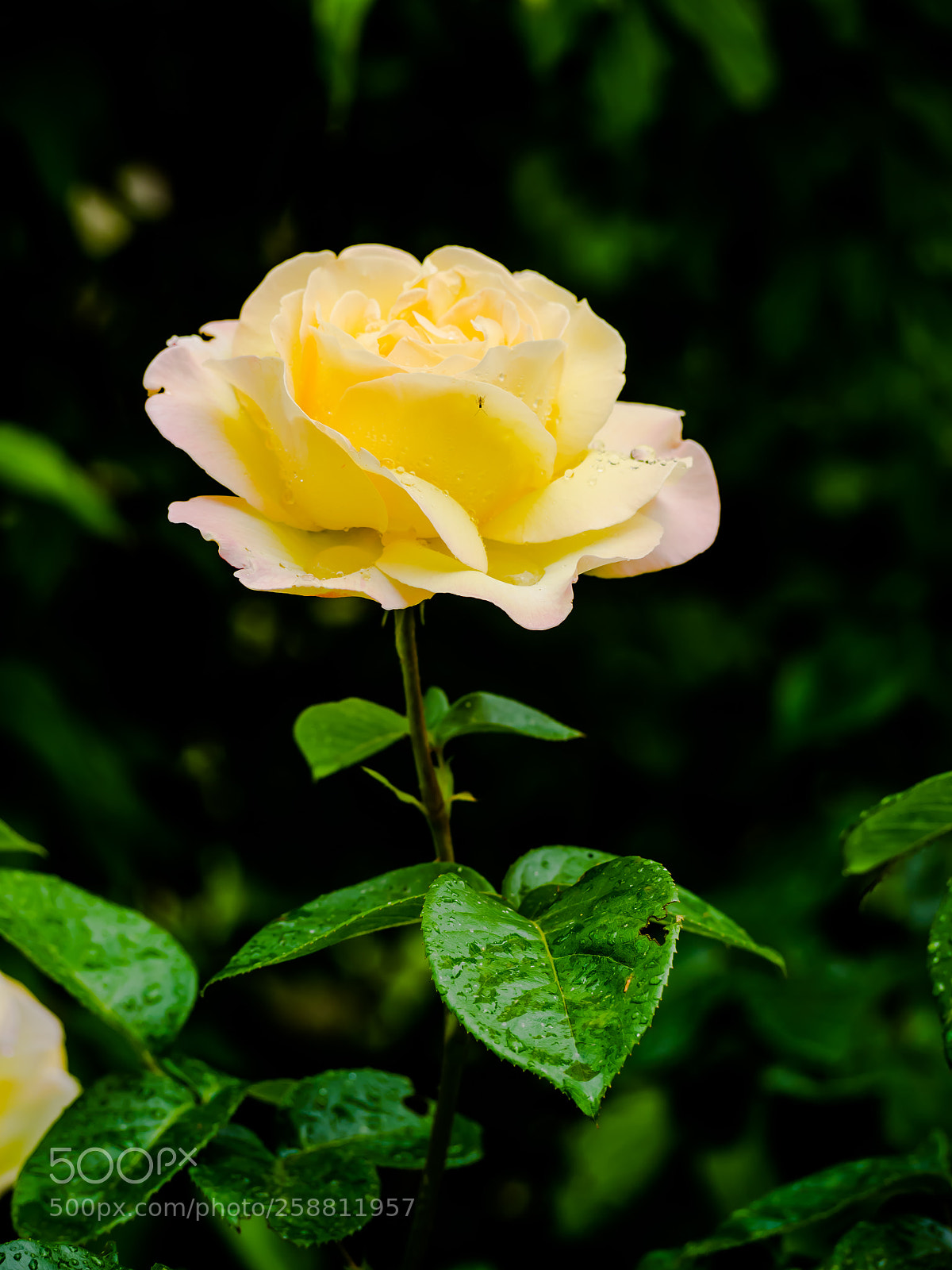 Olympus OM-D E-M1 sample photo. Rose photography