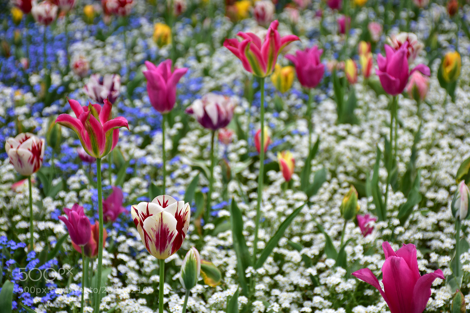 Nikon D7200 sample photo. Dance of tulips in photography