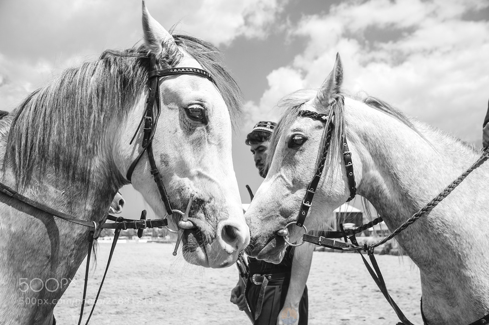 Canon EOS 550D (EOS Rebel T2i / EOS Kiss X4) sample photo. Horses photography