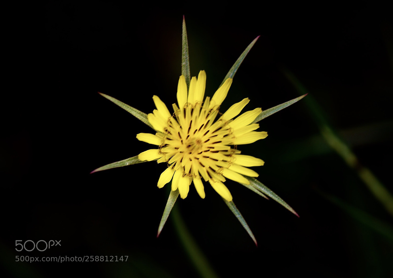 Nikon D610 sample photo. Tragopogon dubius photography