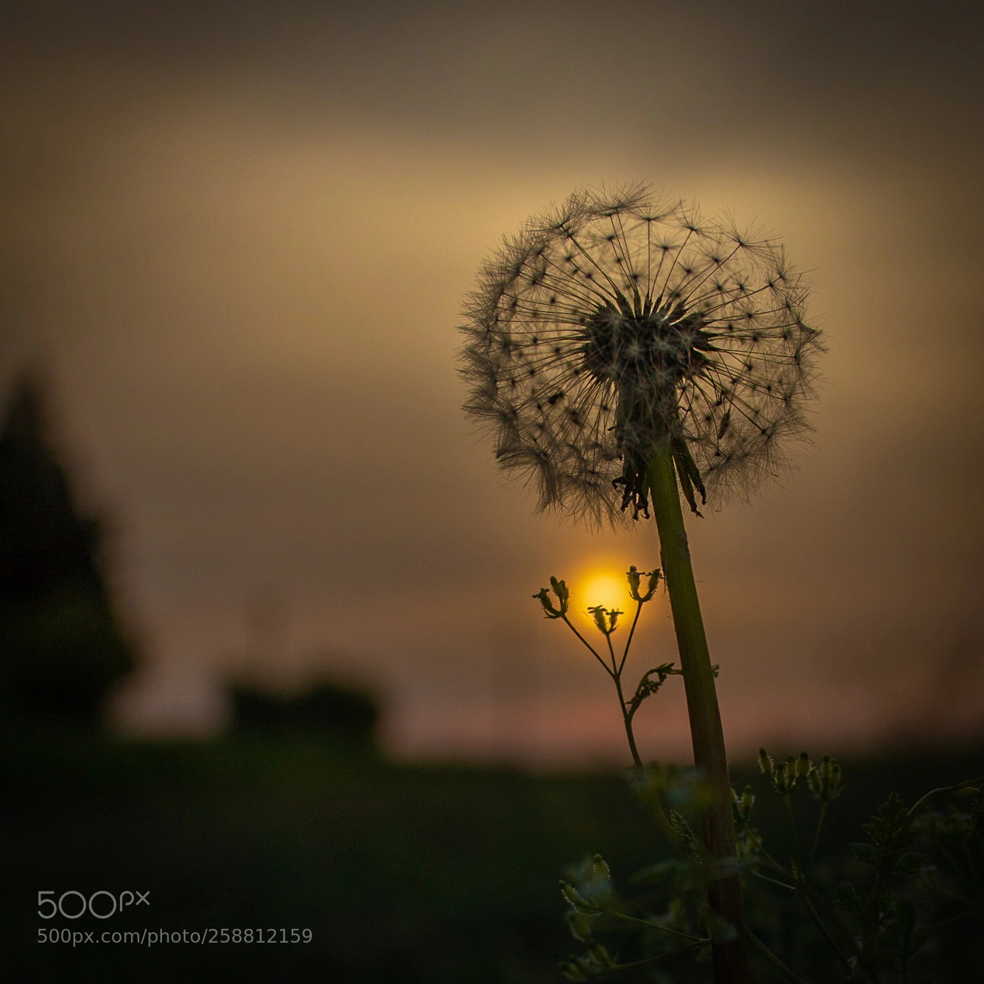 Canon EOS 100D (EOS Rebel SL1 / EOS Kiss X7) sample photo. Dandelion. photography