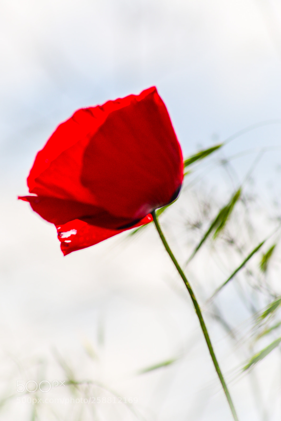 Canon EOS 70D sample photo. Untitled photography