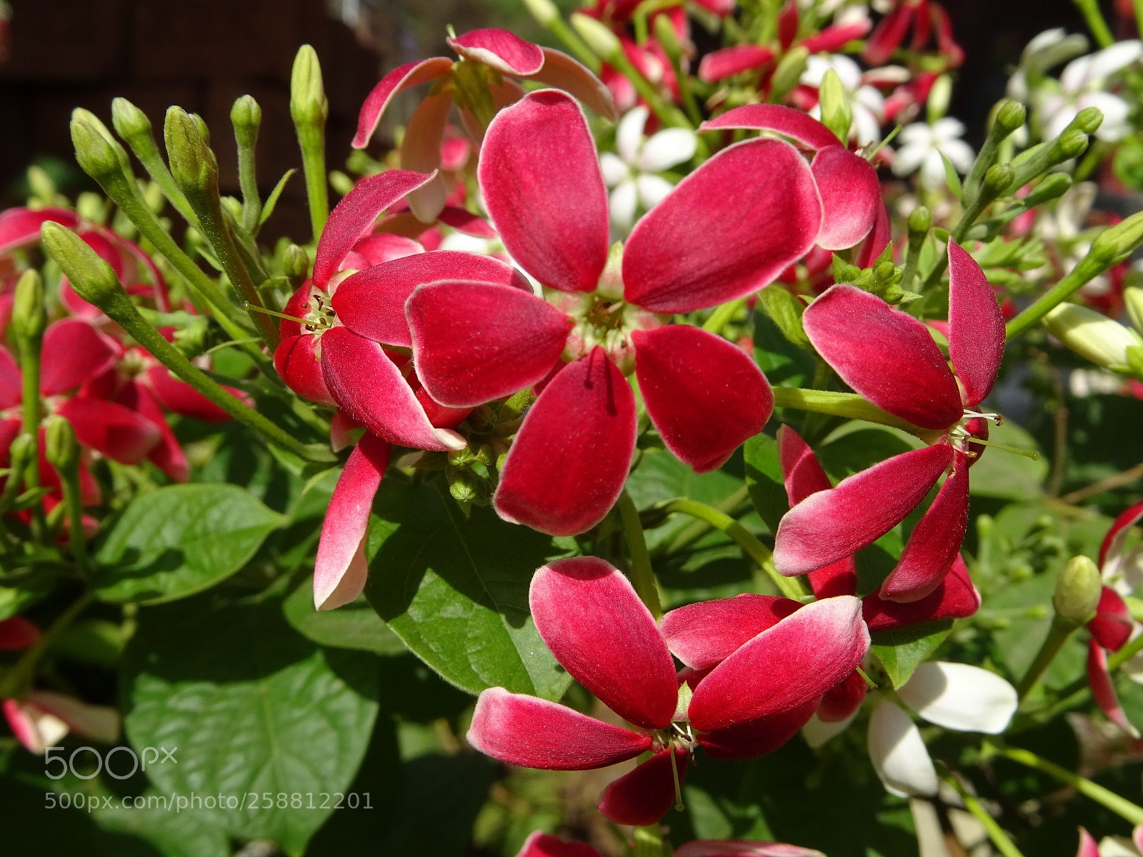 Sony DSC-HX60V sample photo. Small red flowers photography