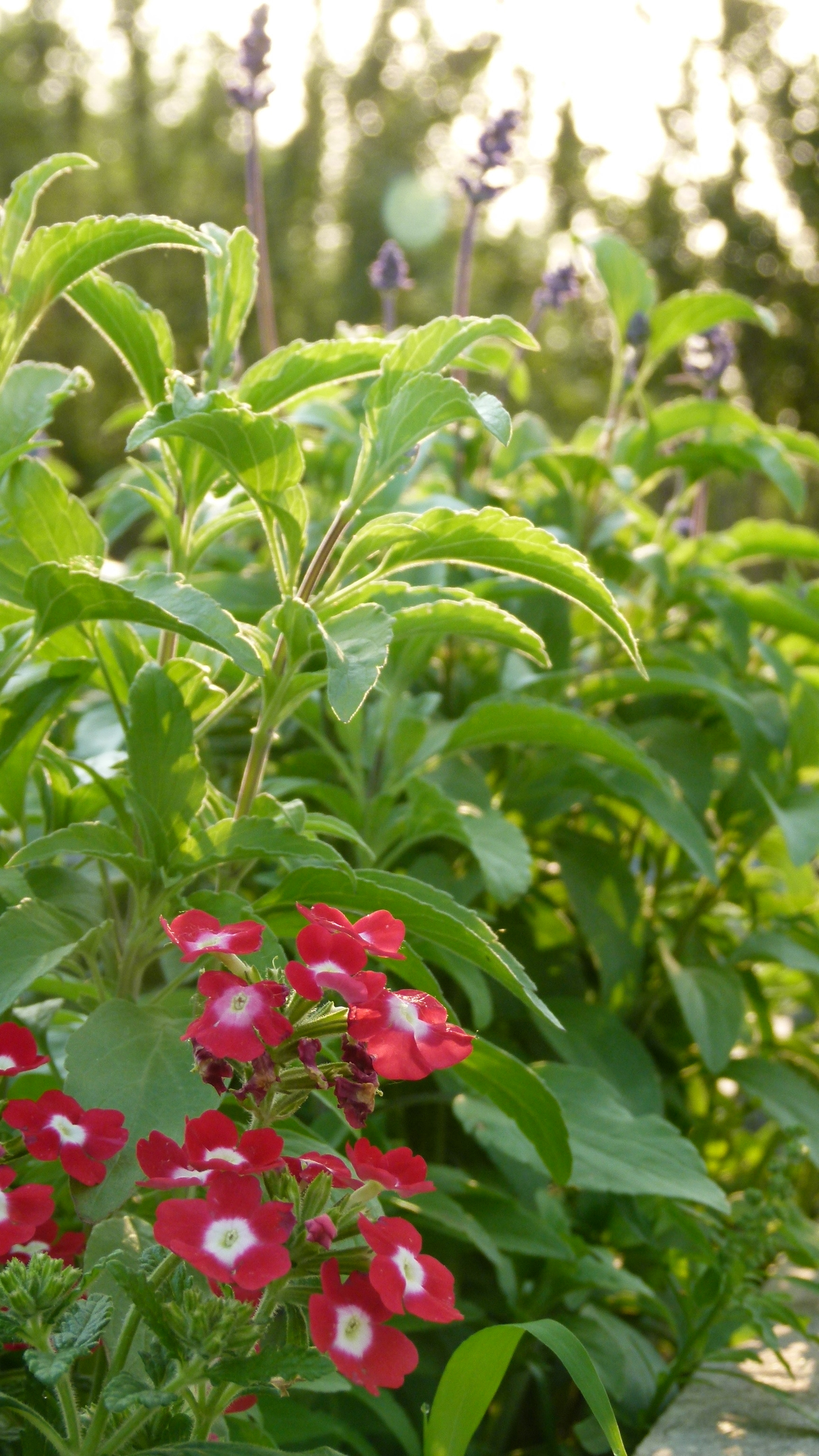 Leica V-Lux 2 sample photo