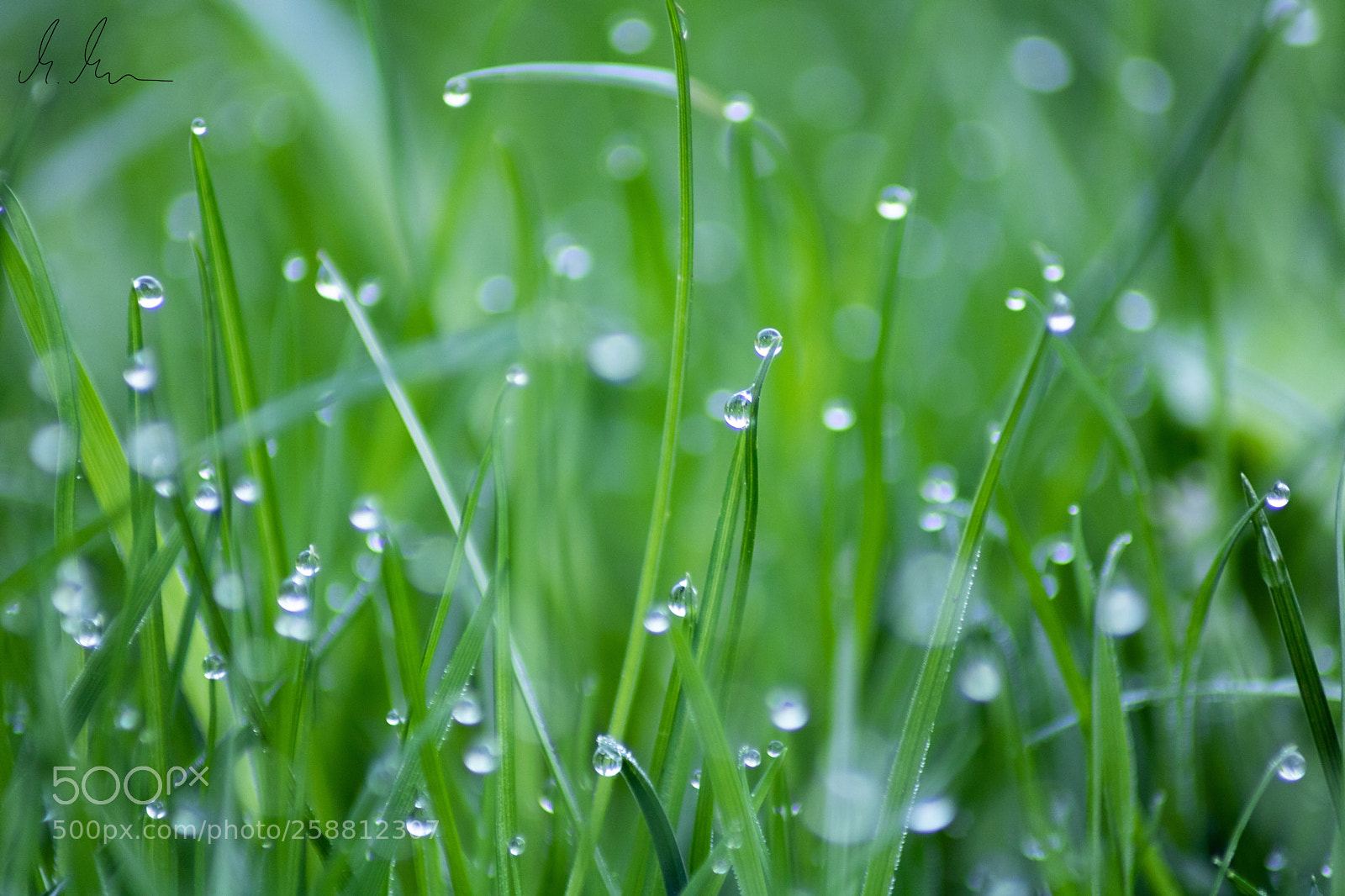 Canon EOS 750D (EOS Rebel T6i / EOS Kiss X8i) sample photo. Morning dew meadow photography