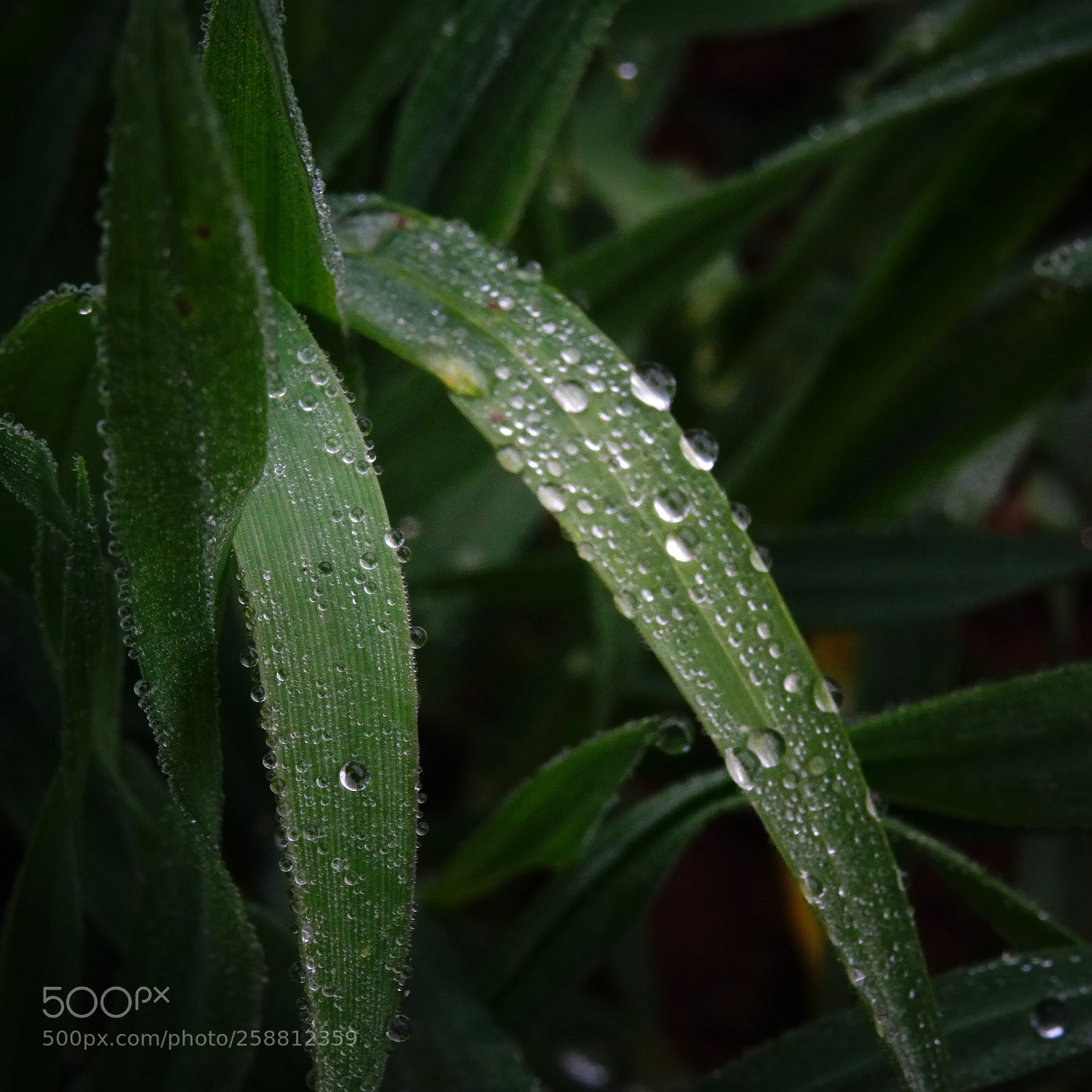 Sony DSC-HX60V sample photo. On a foggy day photography