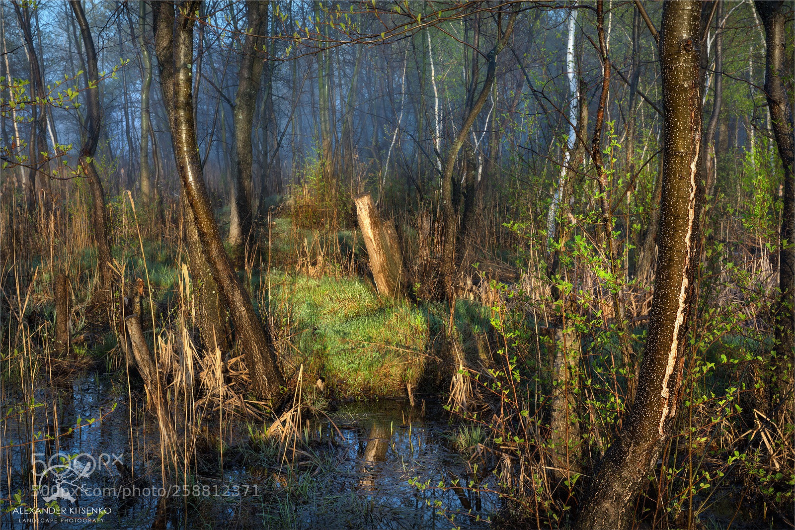 Canon EOS 5D Mark IV sample photo. Morning on the swamp photography