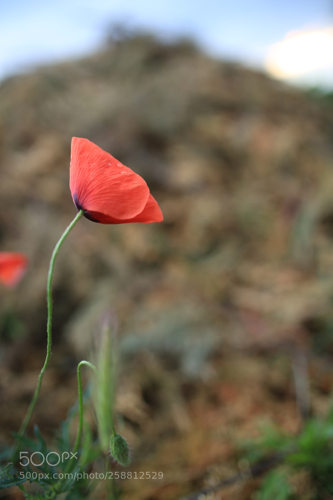 Sigma 35mm F1.4 DG HSM Art sample photo. Poppy photography