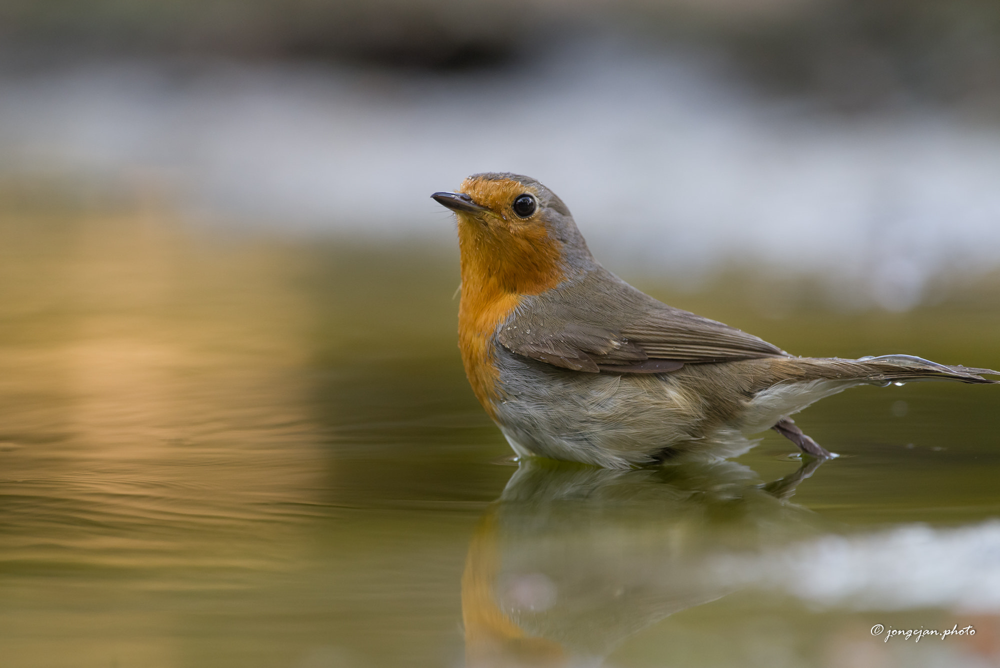 Pentax K-1 Mark II sample photo. Robin photography