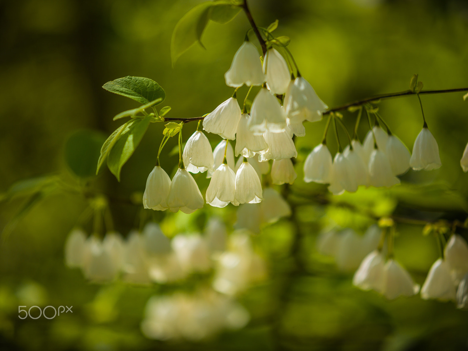 Leaf Aptus-II 8 sample photo. Spring flowers photography