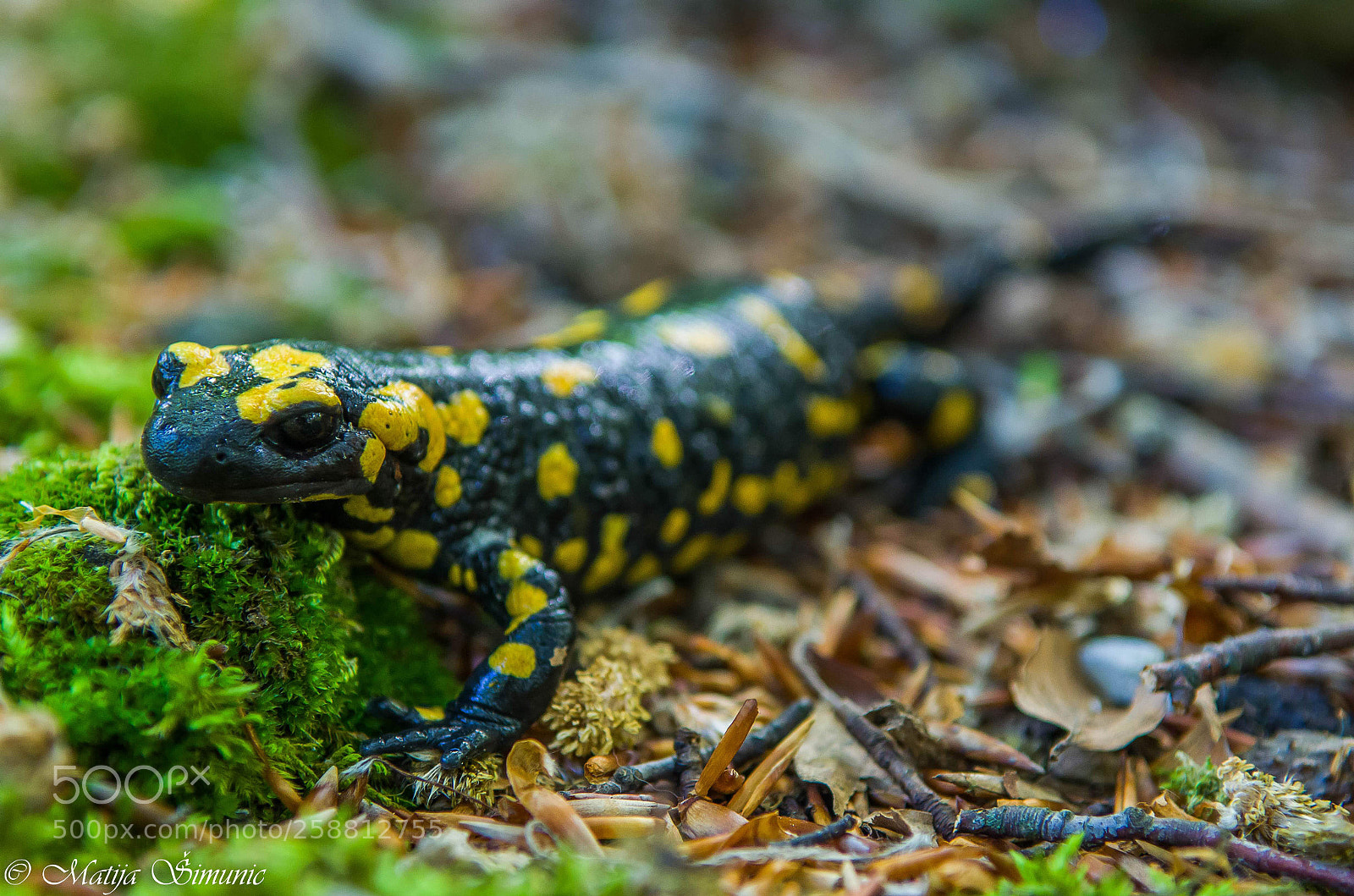 Nikon D5100 sample photo. Salamander photography
