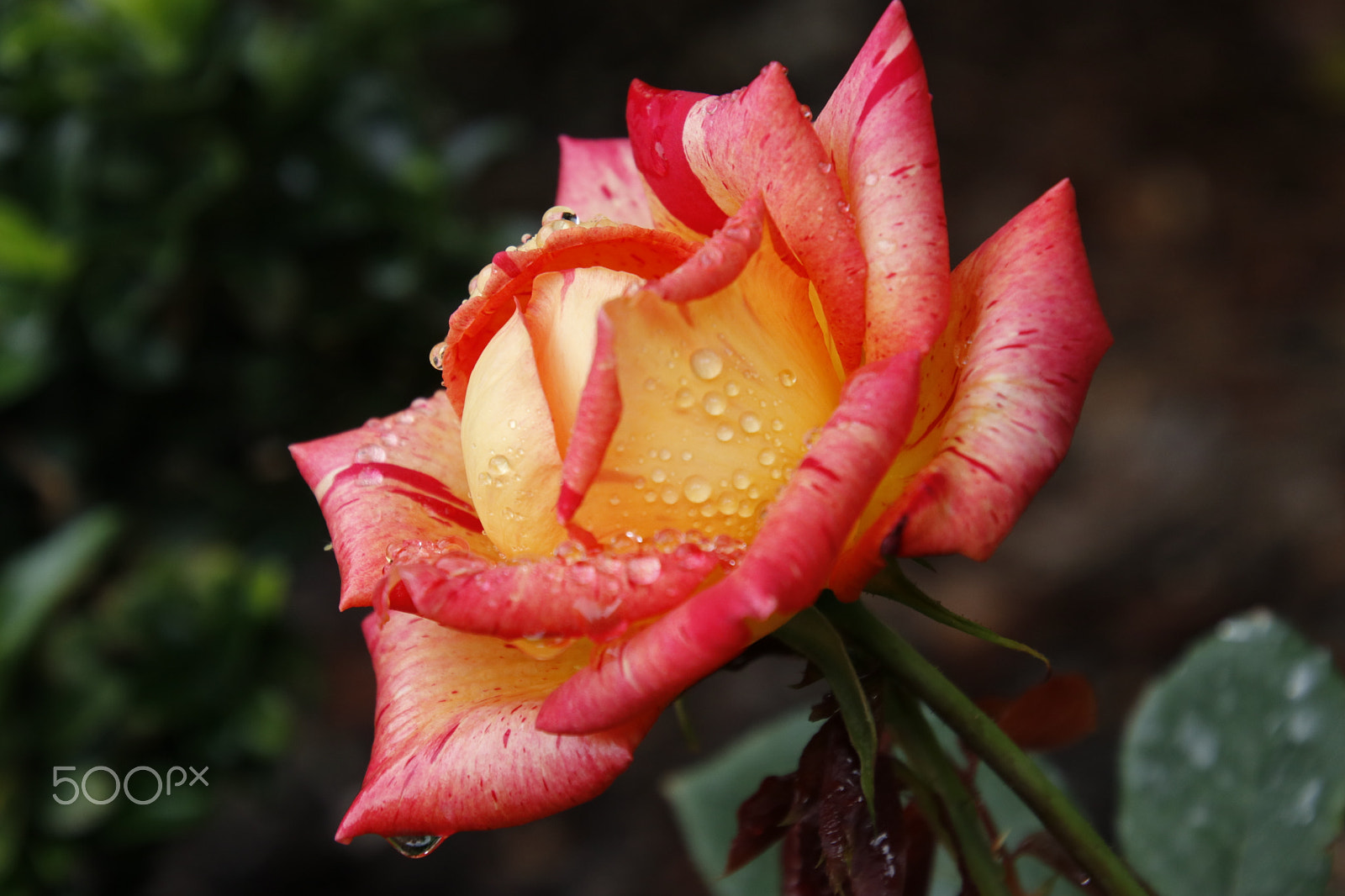 Canon EOS 80D sample photo. Fire rose: tercer día photography