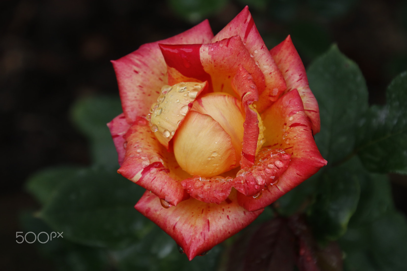 Canon EOS 80D sample photo. Fire rose: tercer día photography