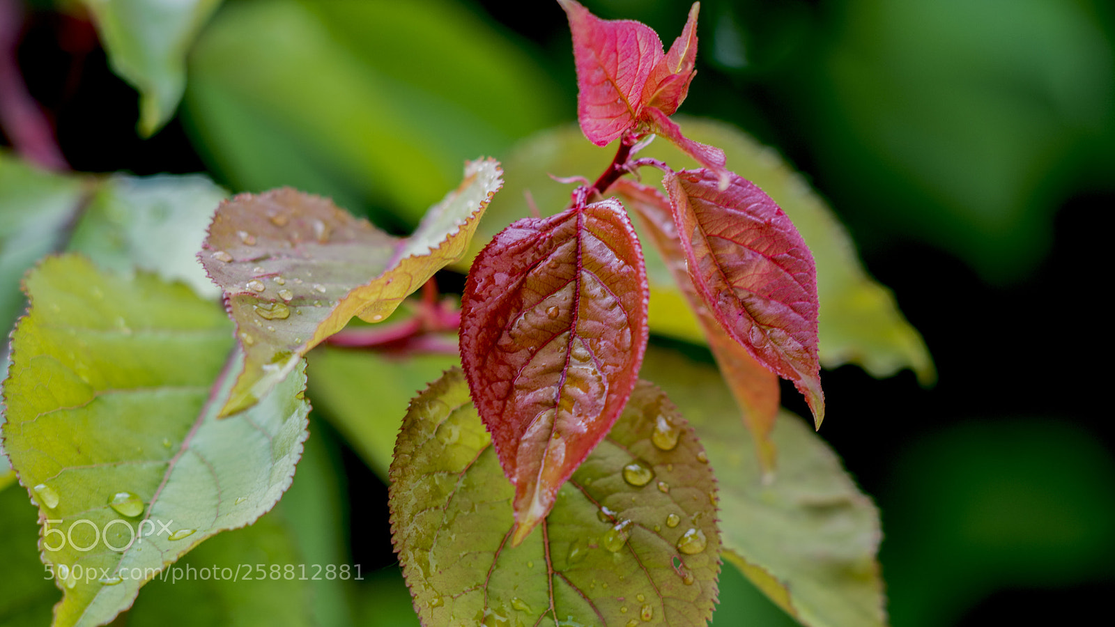 Nikon D750 sample photo. The new leaves are photography