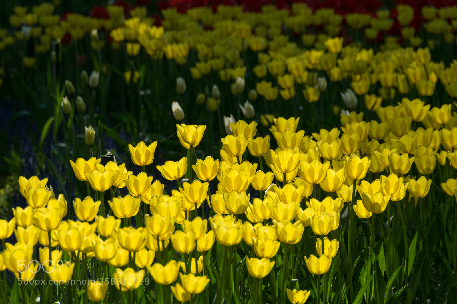 Nikon D3300 sample photo. Sunny tulips photography