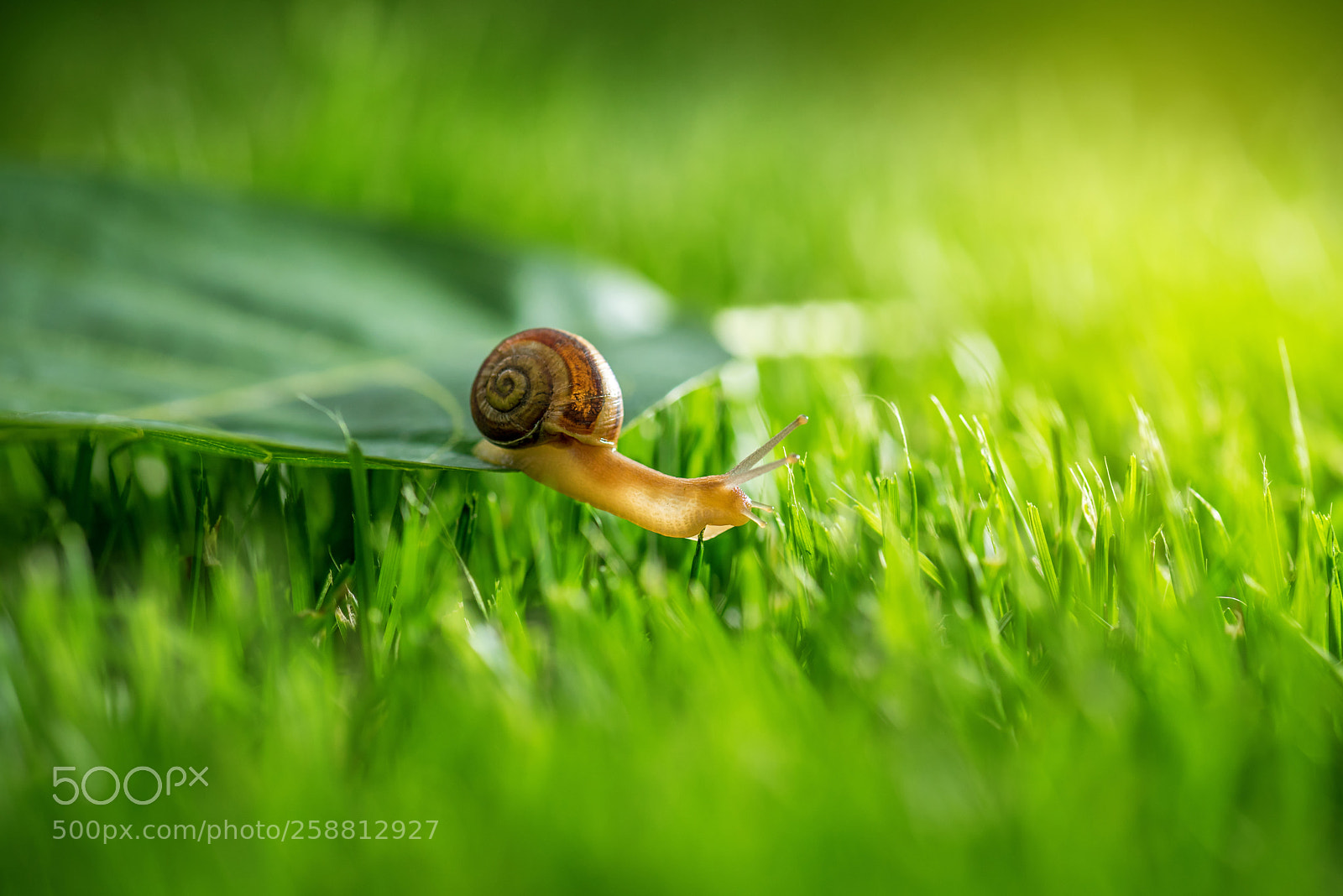 Nikon D750 sample photo. Snail in grass. photography