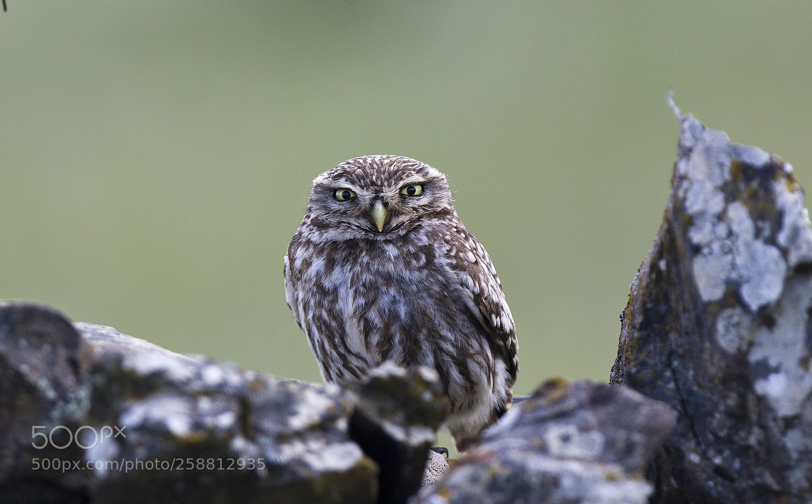 Canon EOS-1D X sample photo. Kirkeugle/littel owl photography