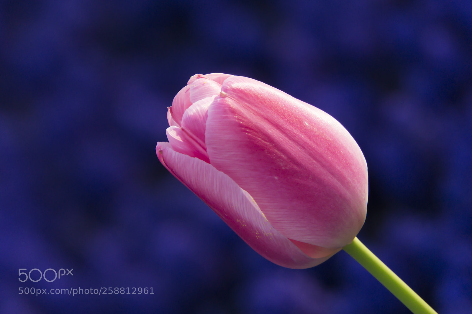Sony a6000 sample photo. Pink on blue photography