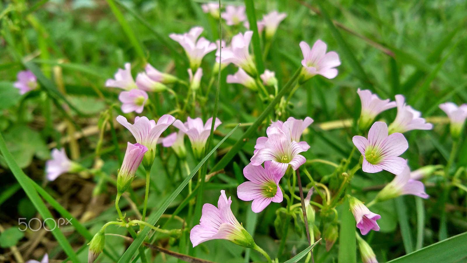 Xiaomi MI4 sample photo. Oxalis corymbosa dc flower photography