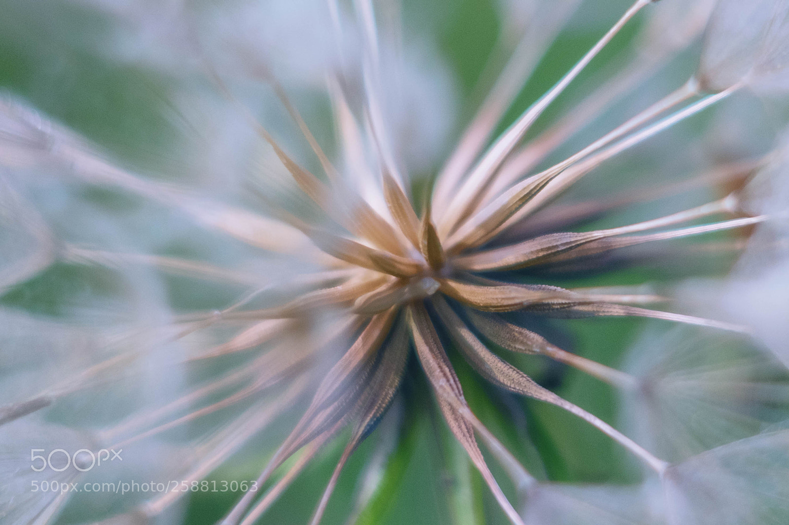 Fujifilm X-T10 sample photo. Dandelion photography
