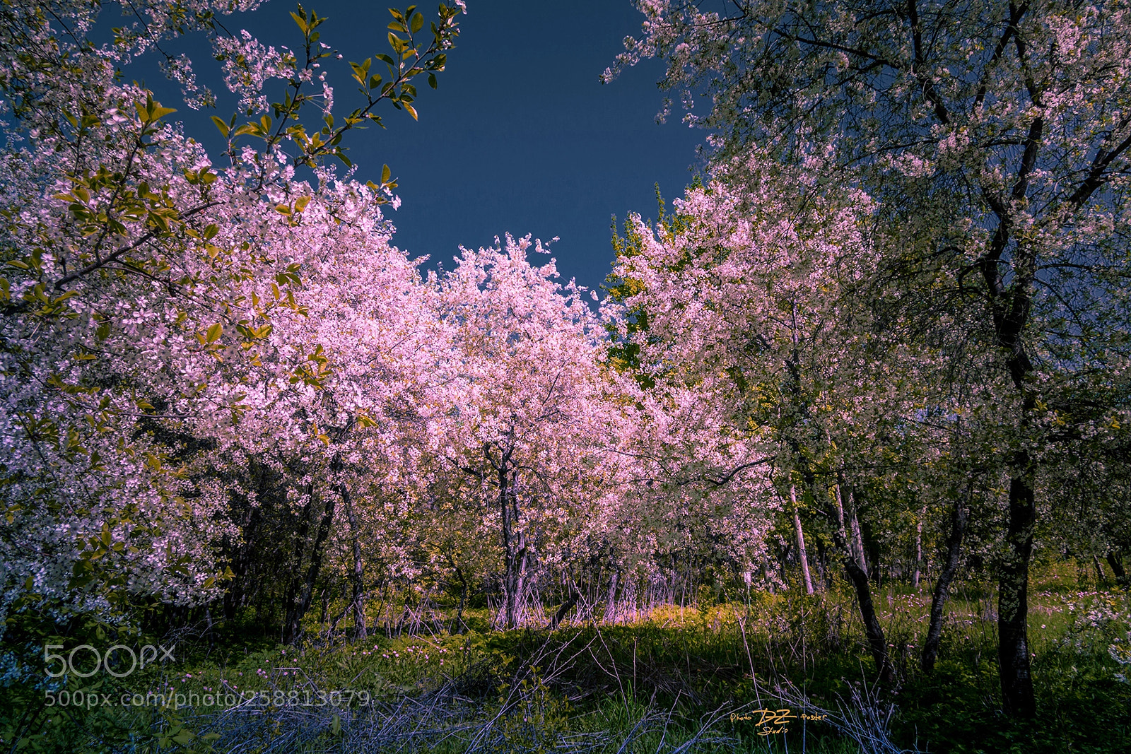 Canon EOS 50D sample photo. Spring flowering photography