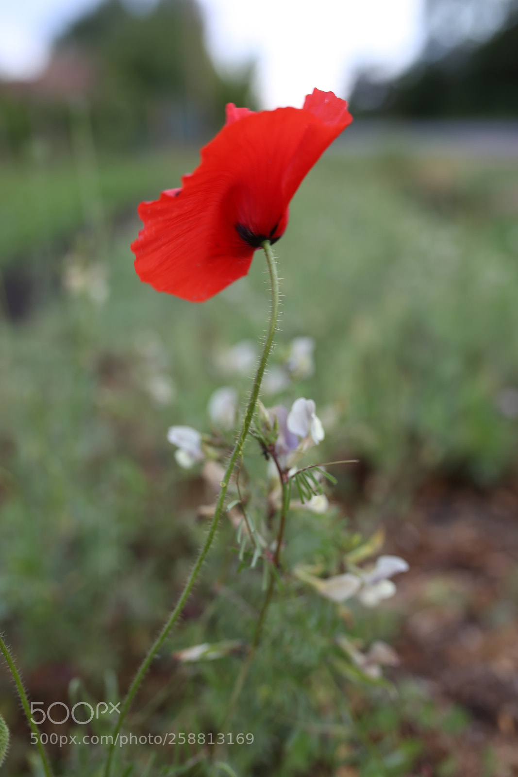 Sigma 35mm F1.4 DG HSM Art sample photo. Poppy photography