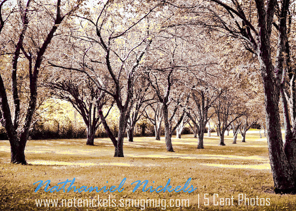 Film4Ever! - Tawawa Park  Peaceful Trees