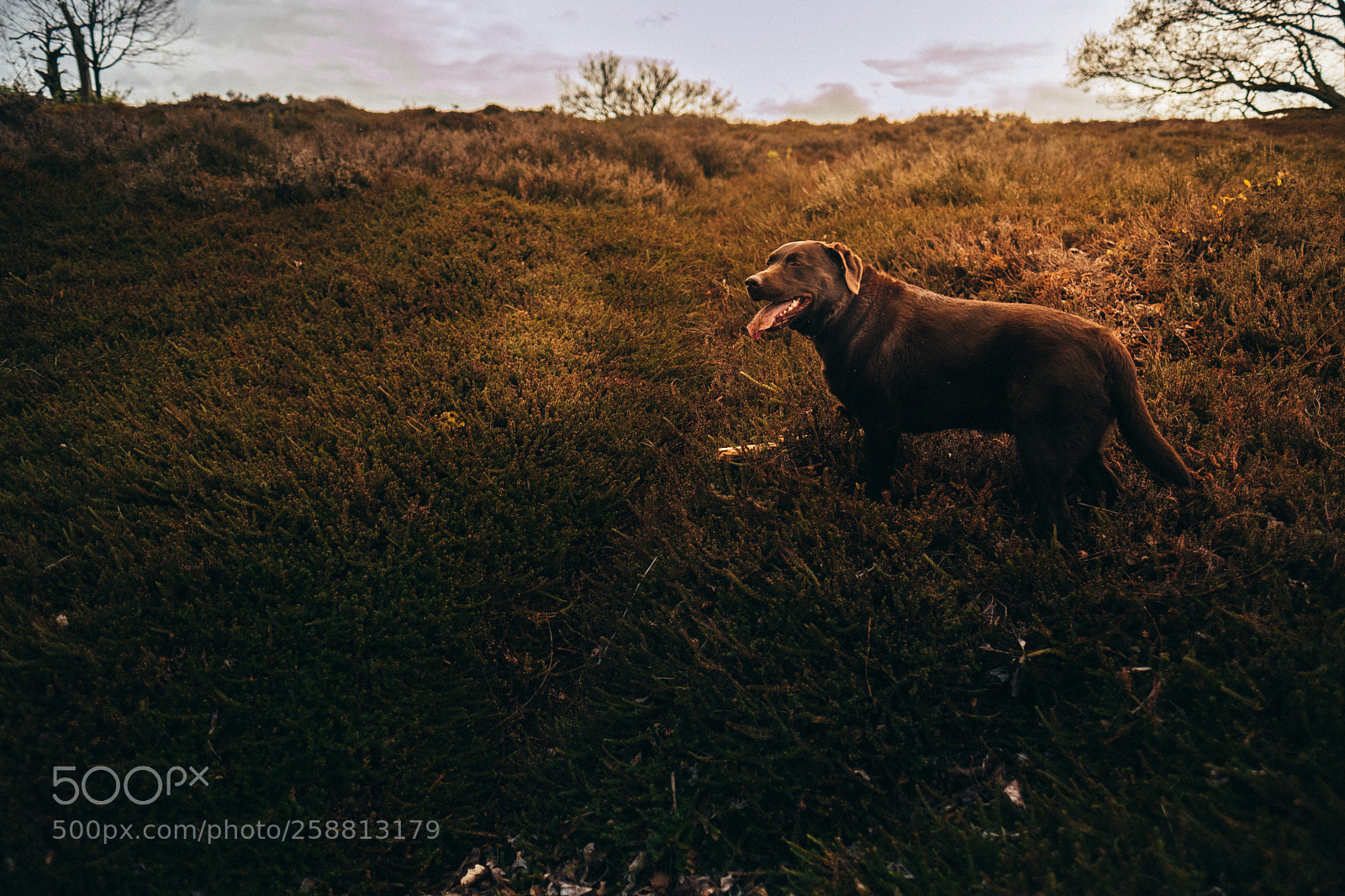 Fujifilm X-Pro2 sample photo. Brown labrador photography