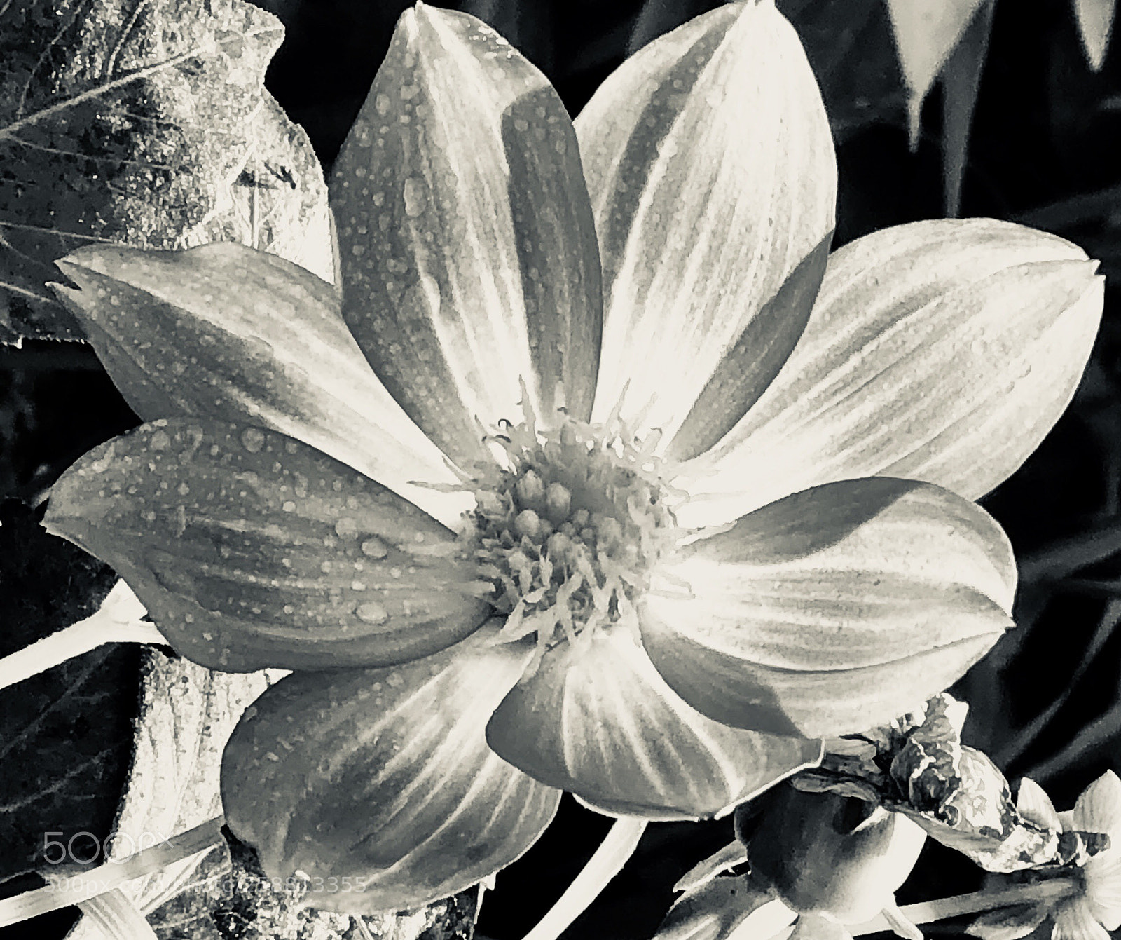 Apple iPhone 8 Plus sample photo. Black and white 
dahlia  photography
