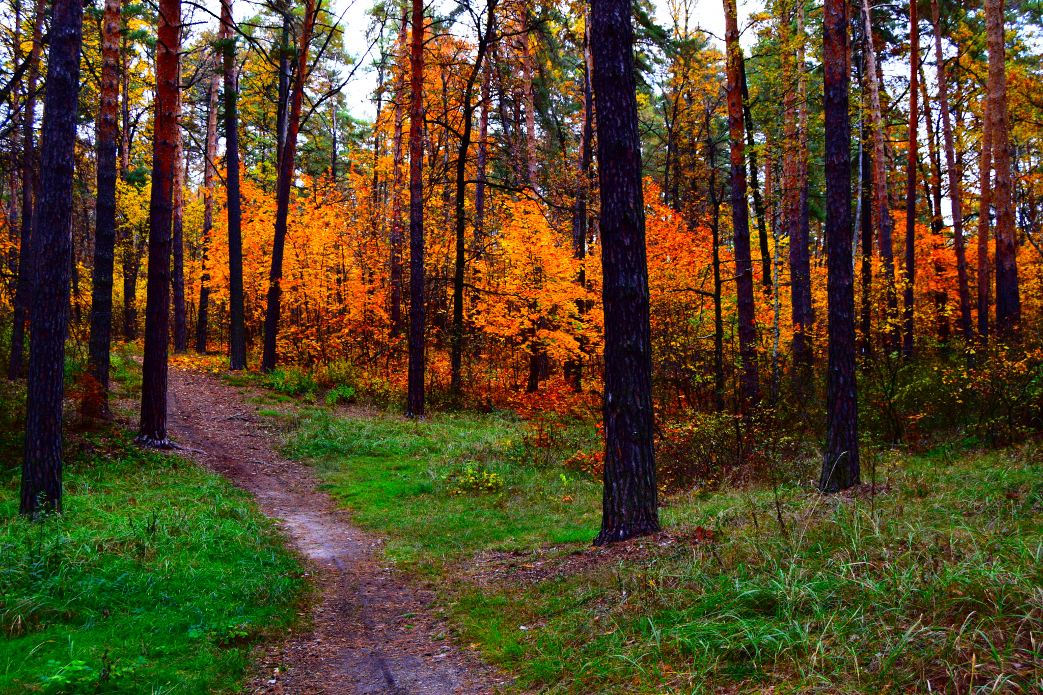 Nikon D3300 sample photo. Rich colors of autumn photography