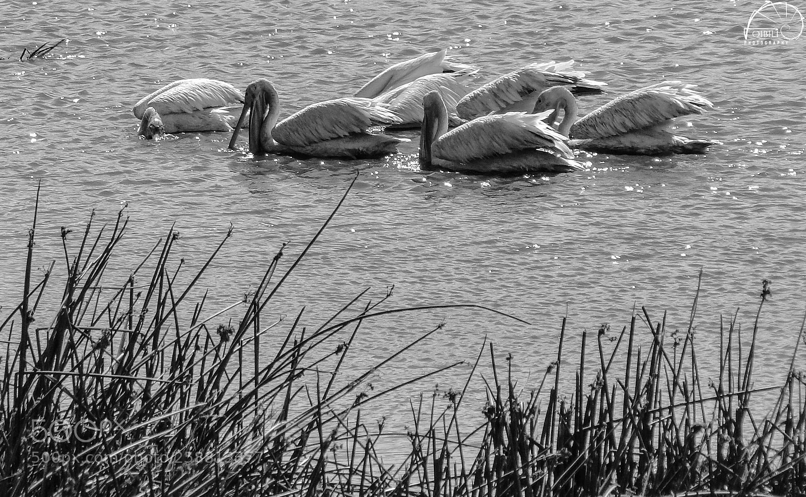 Sony Cyber-shot DSC-HX1 sample photo. Pelicans photography