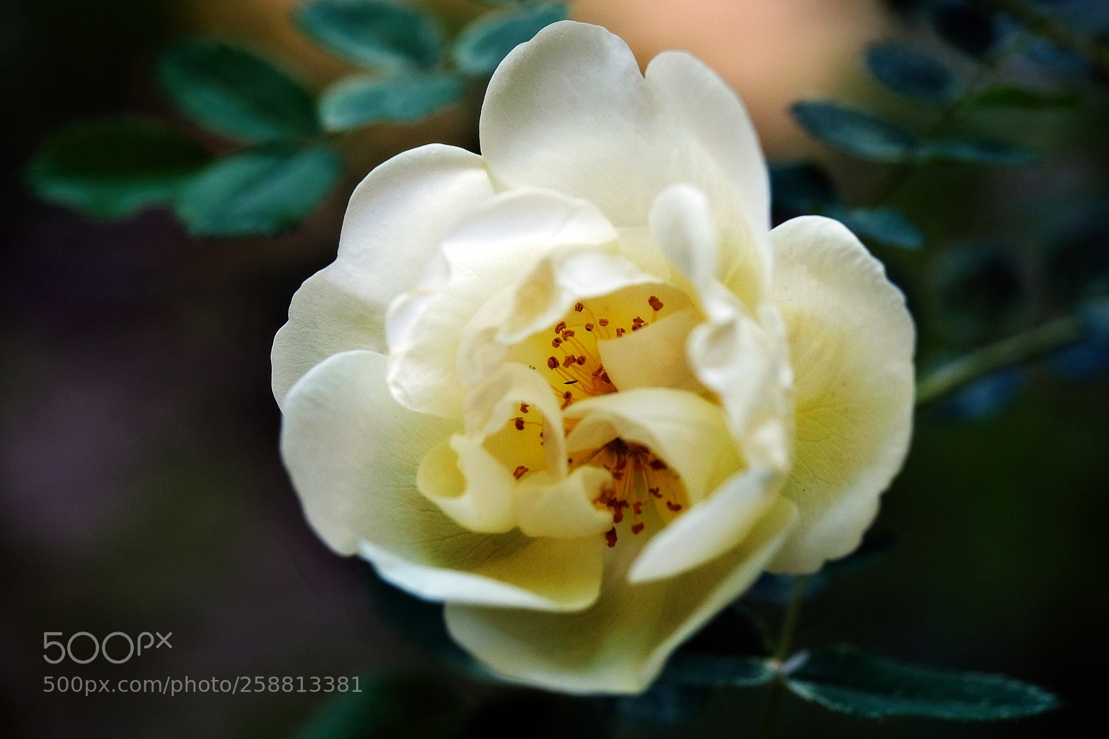 Fujifilm X-T20 sample photo. A gentle white rose photography