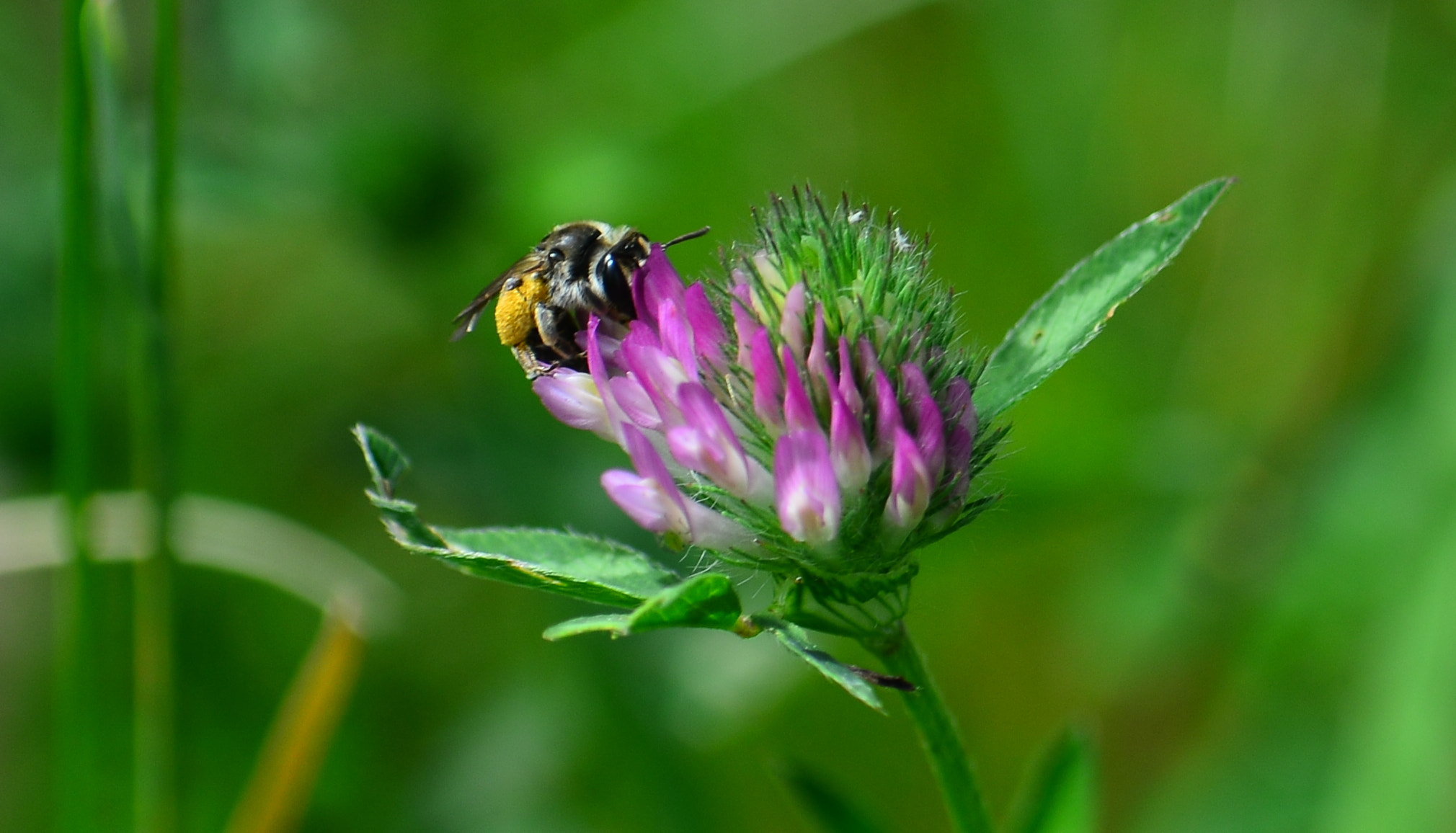 Nikon D800 sample photo. Ravitaillement chez le fleuriste photography