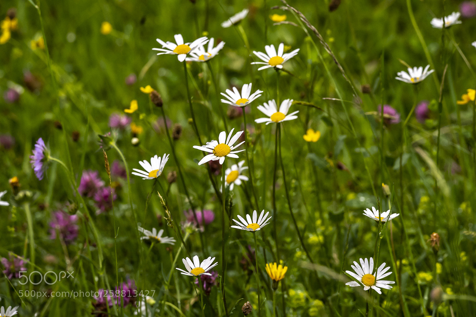 Nikon D4 sample photo. Flowers of the wet photography
