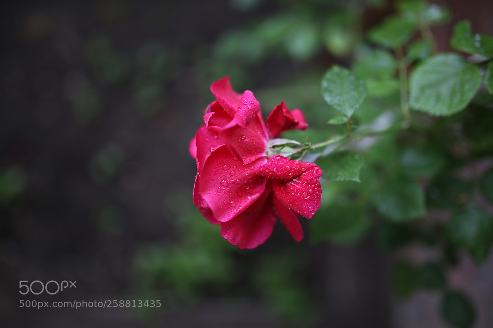 Sigma 35mm F1.4 DG HSM Art sample photo. Mother's rose photography