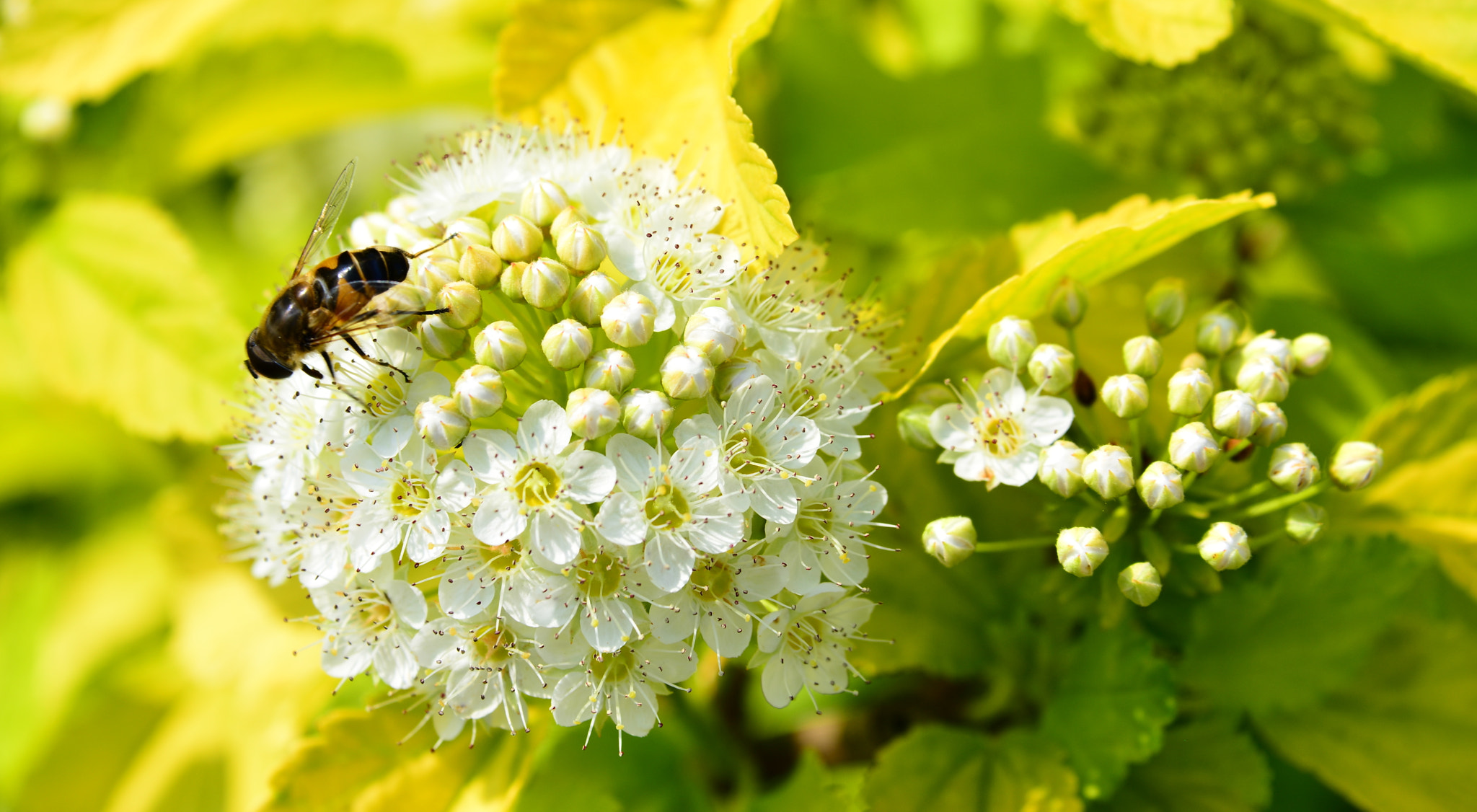 Nikon D800 sample photo. Abeille au travail photography
