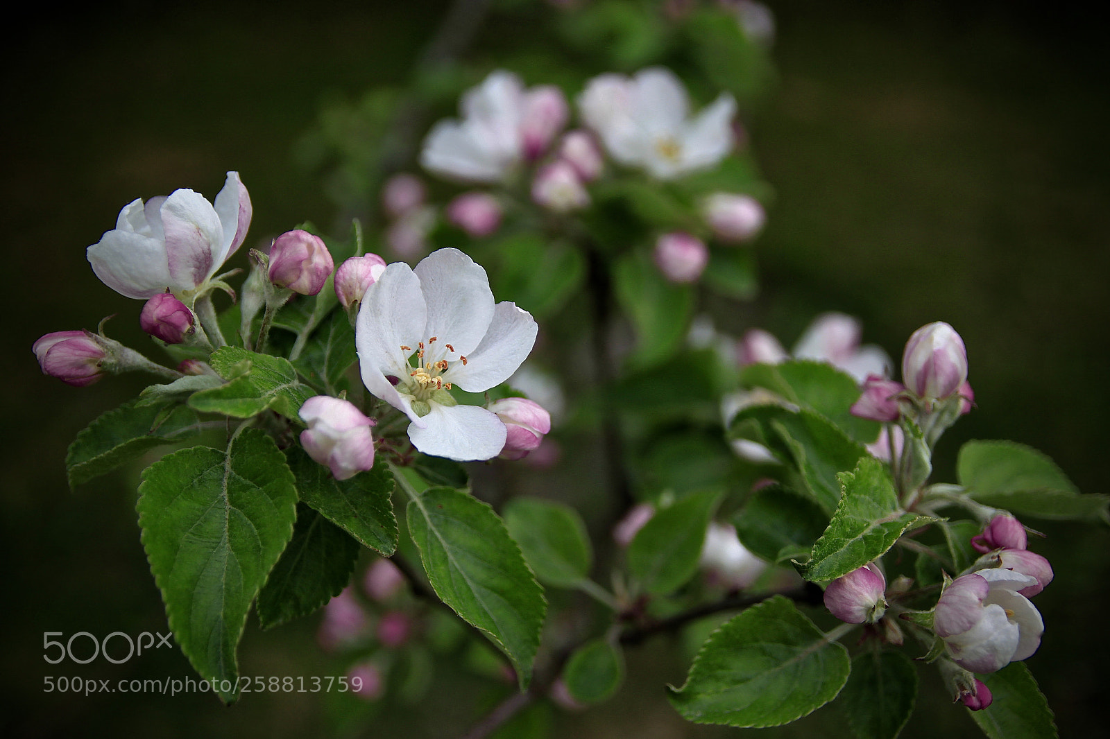 Canon EOS 500D (EOS Rebel T1i / EOS Kiss X3) sample photo. My apple tree photography