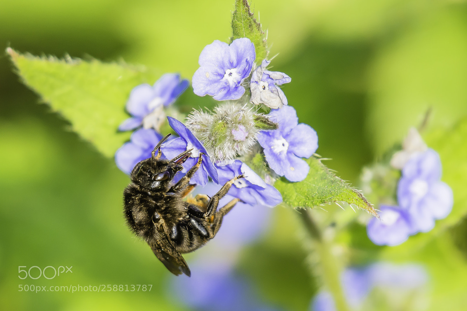 Nikon D7200 sample photo. Bee collecting nectar from photography
