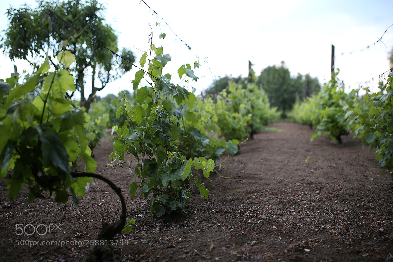 Sigma 35mm F1.4 DG HSM Art sample photo. Grape photography