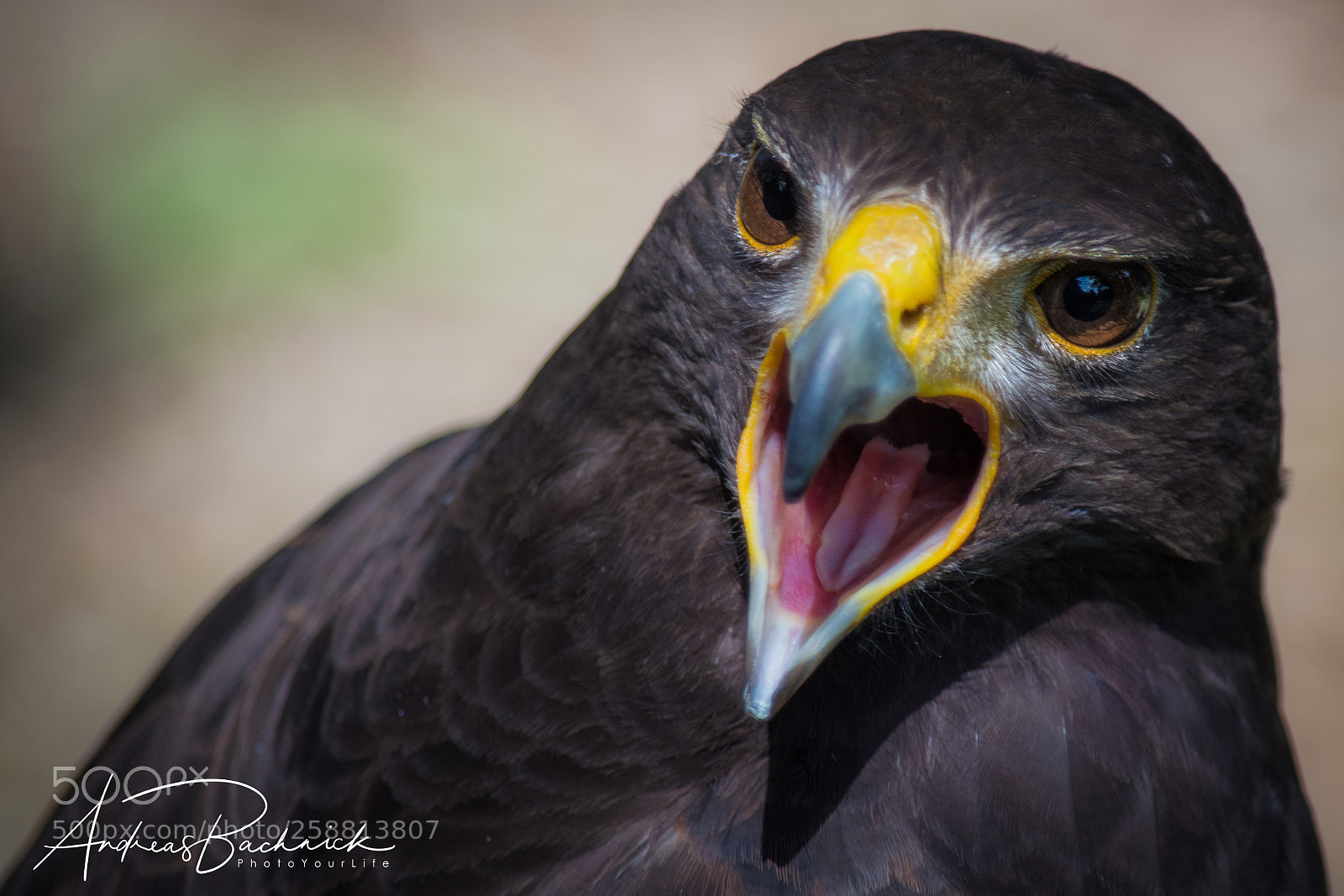 Nikon D5200 sample photo. Listen to me photography