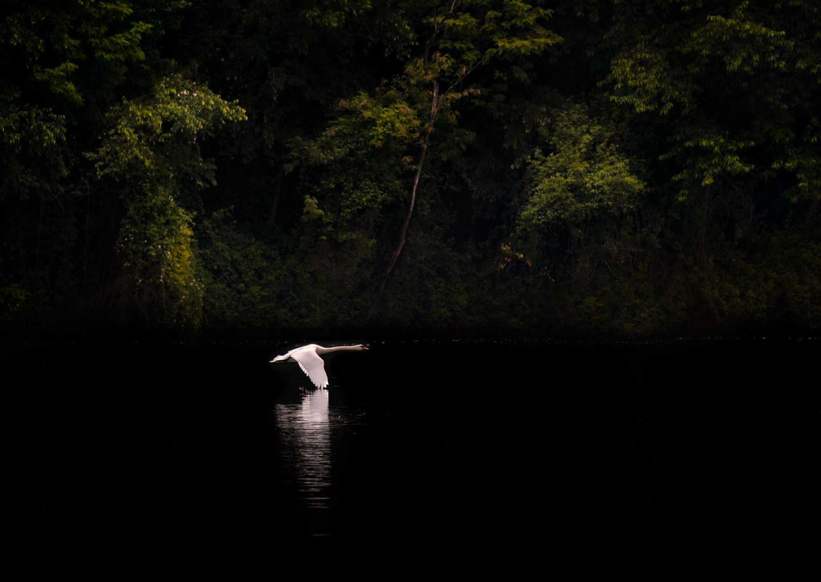 Fujifilm X-A5 sample photo. Cigno in volo photography