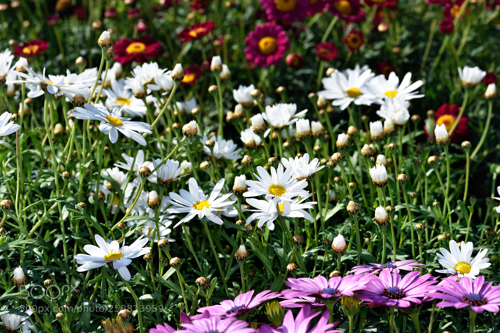 Nikon D810 sample photo. Colors of spring ii photography