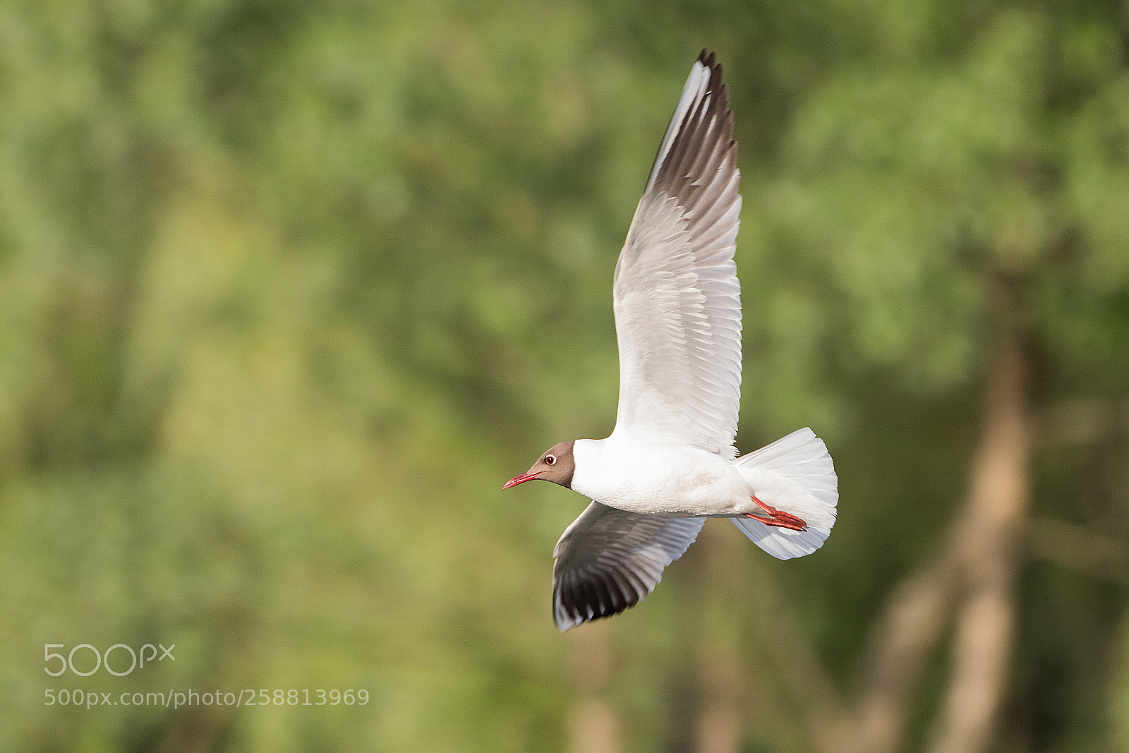 Canon EOS 5D Mark IV sample photo. Free fly photography