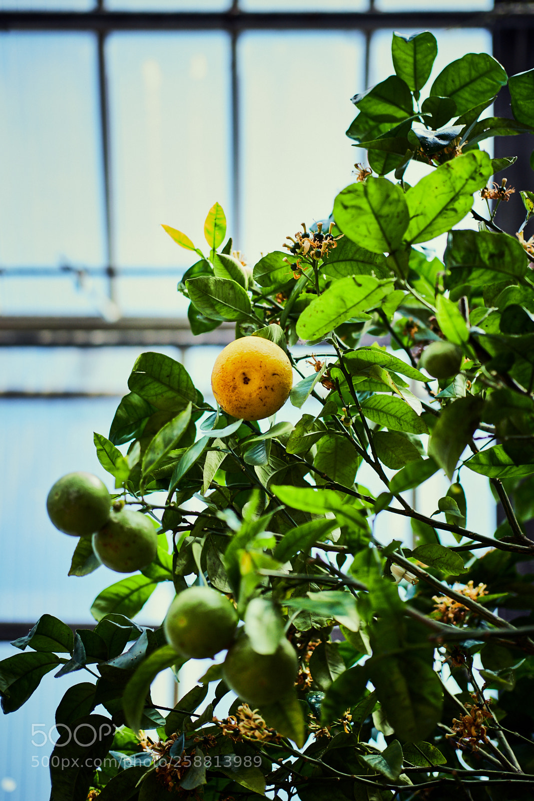 Fujifilm X-T2 sample photo. Lemon tree photography